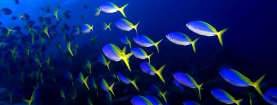 Miracle in Thailand: Acacia’s Story